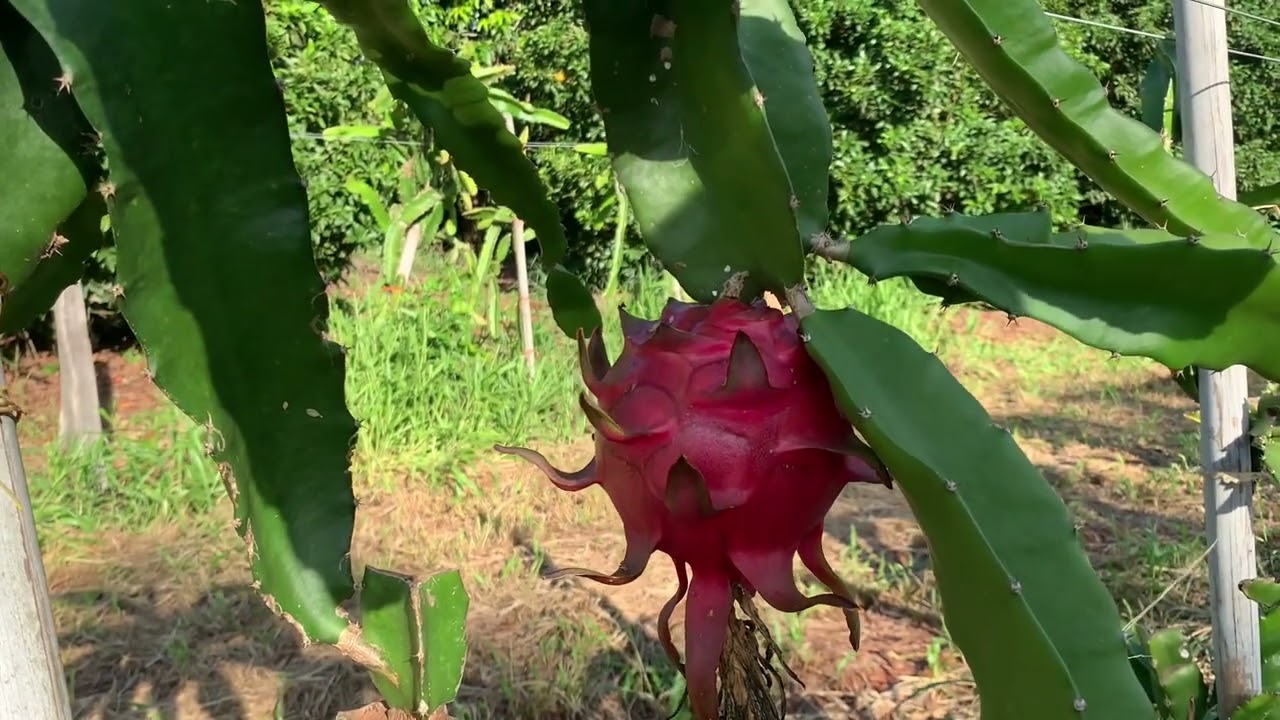 Pitaya Boreal Red