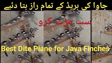 Java Breeding soft Food | Java Breeding Diet | Breeding Formula | Java Finch Complete Diet Plane