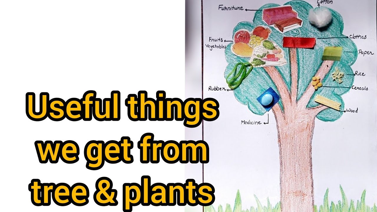 Useful things we get from plants Activity,tree uses,Things we get from  plants, plants uses 