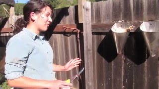 How to slaughter a chicken for food - Quickly and humanely using a chicken killing cone