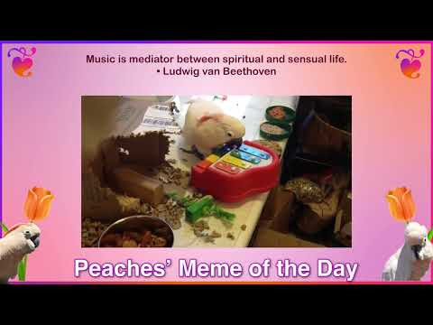 Musical Peach. Peaches’ Cockatoo Meme. Rescue parrot insights. #shorts