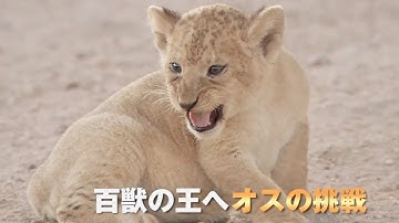 『ダーウィンが来た！』が放送開始12年で初映画化／『劇場版 ダーウィンが来た！アフリカ新伝説』予告編