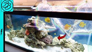 The Most BEAUTIFUL Yellow Fish You'll EVER See!