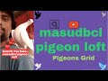 Masudbclpigeonloft  grid mixture of pigeons  capture by masudbcl  kabutor 