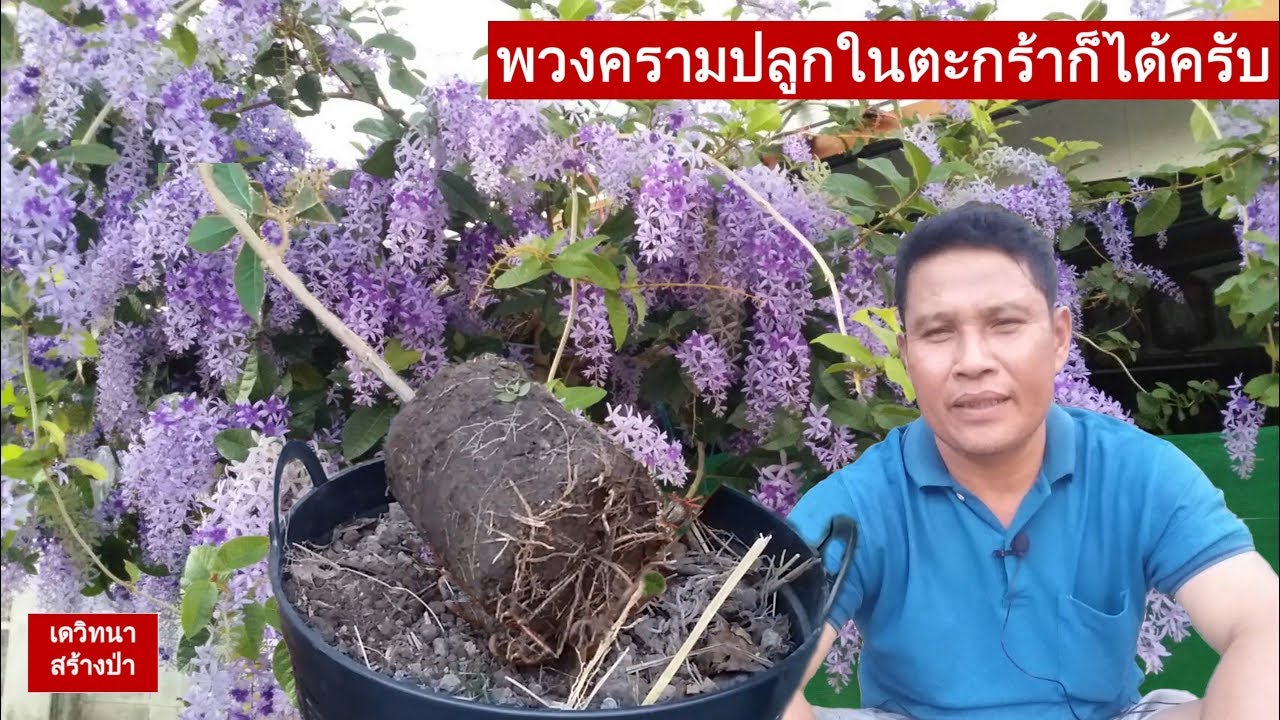 พวงครามปลูกในตะกร้าก็ได้ครับ E206