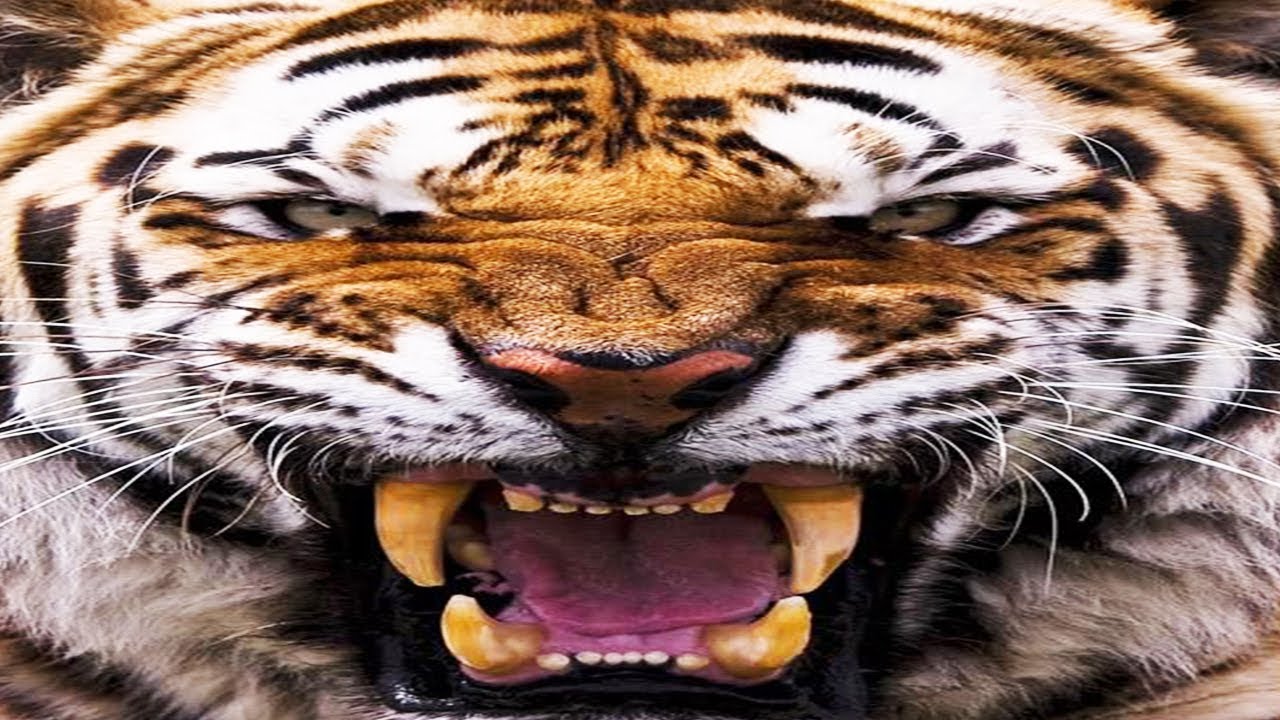 National Geographic Wild Animals Fight-Tigers Hunting Deer Caught on Tape