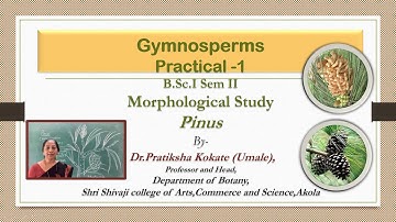 Gymnosperm Practical-1 Morphology of Pinus-Dr.Pratiksha Kokate (Umale)