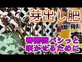 3月上旬【芽出し肥】バシっと春薔薇咲かせたい😊🌹新芽3cmからスタート‼️
