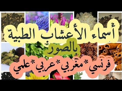 أسماء الأعشاب الطبية بالفرنسية، المغربية، العربية و العلمية مع صوها (الجزء الأول ) NOMS DES PLANTES
