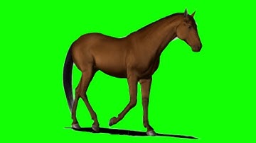 Horse Running Animation Green Matte | Green Screen | Chroma Key | Sky Fx