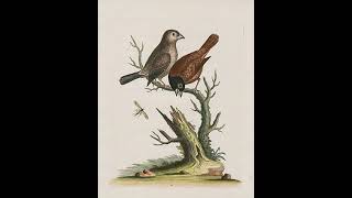Ludwig van Beethoven - Symphony No.6 Pastorale in F major, Op.68 (1808)