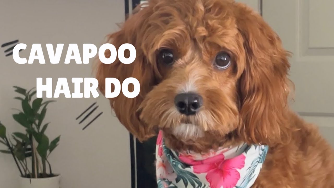 Adorable Cavapoo Ponytail Transformation | Easy Dog Hairstyling ...