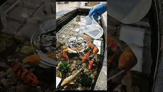 This Living Room Has a Koi Pond Floor…