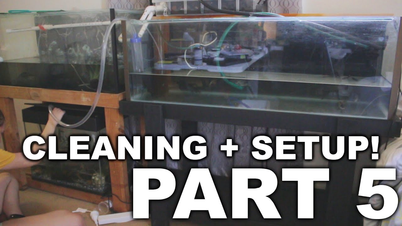 Second Hand Fish Tank Overhaul Episode 5 Cleaning & Setup! YouTube