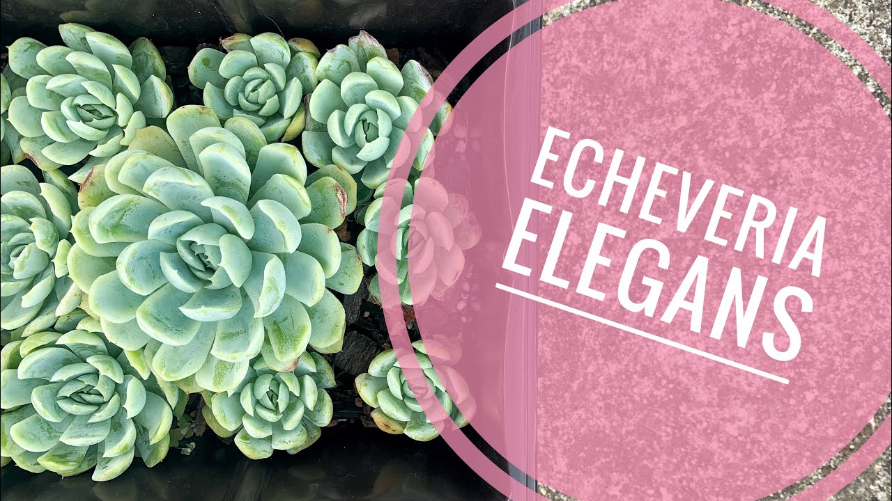 Echeveria Elegans o Rosa de Alabastro. Cuidados, reproducción y consejos.