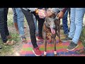 🔝🐕‍🦺रॉयल एन्ट्री  शिवसाही एक्सप्रेस राजमुद्रा🐕‍🦺🔝 royal entry rajmudra dog race.