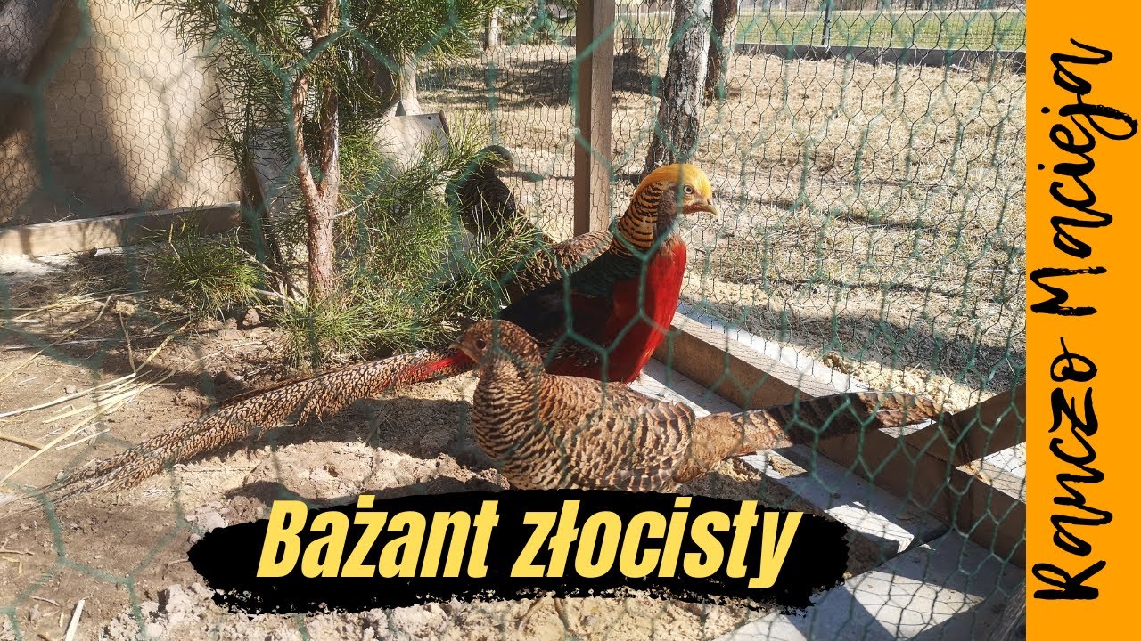 Bażanty już w swojej nowej wolierze. A new aviary for golden pheasants #234