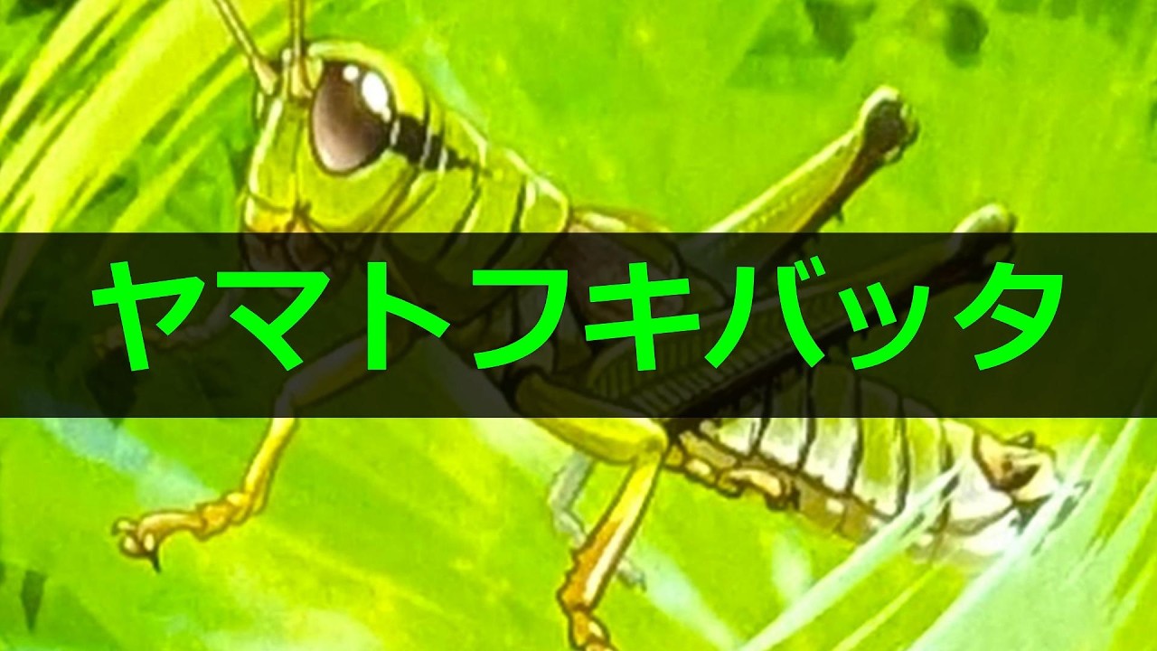 InsectDivineArtifact】＜Yamato Grasshopper＞【#WakamushiChannel