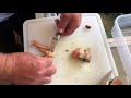 How To Clean A Quahog Clam Also Called Butter Clam Or Martha Washington Clam How To Clean A Quahog Clam Also Called Butter Clam Or Martha Washington Clam