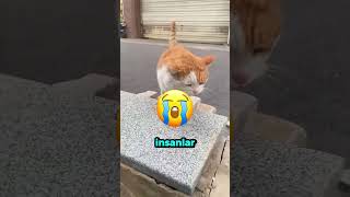 Bebeğini Yolcu Gemisinde Unuttu… Sonrasında Olanlar İnanılmaz! 😳🛳️