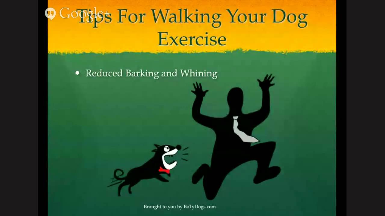 Dog Walking Tips Exercise (5 of 5) YouTube