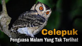 Burung Celepuk | Antara Mitos, Fakta, dan Ancaman Kepunahan