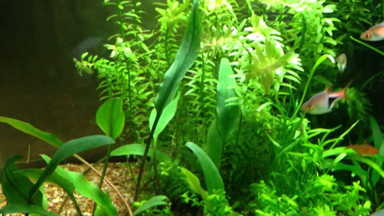 gallone Changed aquascape (adding star grass soon)