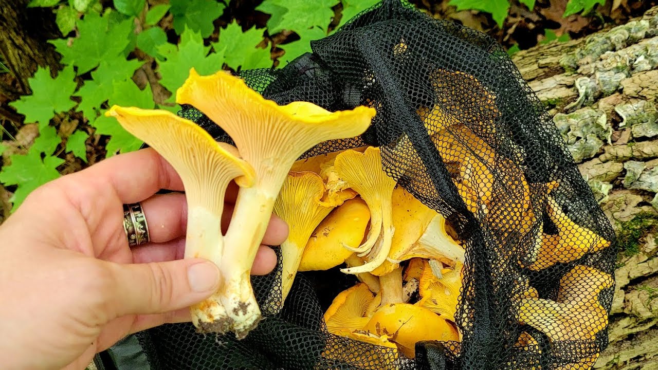 Chanterelle mushrooms foraging | Wild edible mushrooms hunt ASMR