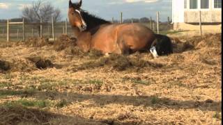 Sassafras - A Baby Horse is Born