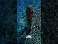 “World’s Biggest vs Smallest Shark This One Glows!”