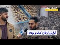 فارم کبک و بودنه در ولایت هرات هر روز بیشتر میشود 