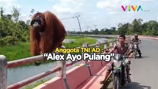Heboh! Orang Utan Dikawal TNI di Jembatan Kotawaringin Lama