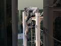 Shabani the handsome gorilla plays with his son