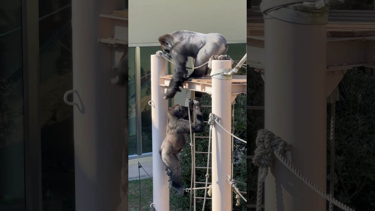 Shabani the handsome gorilla plays with his son