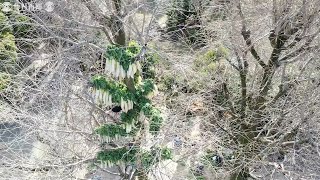 空高く寒風に揺れる1200本　京都・円福寺で大根干し