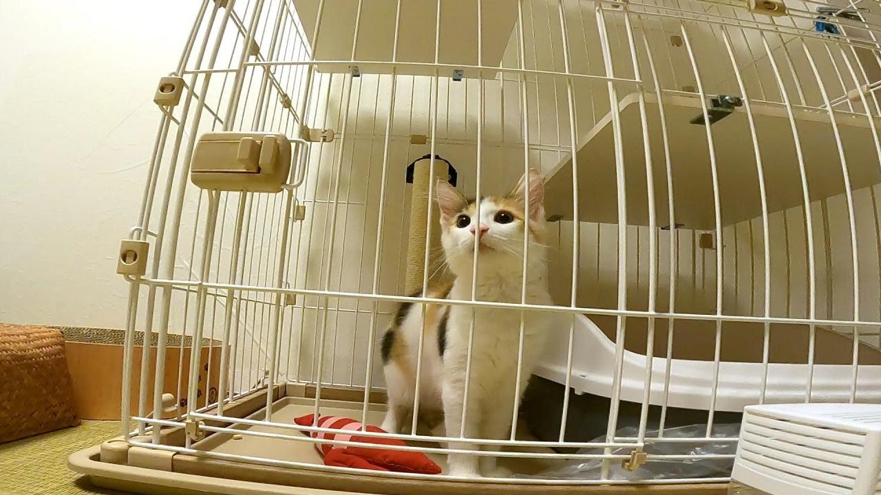 ニャーとは鳴かないノルウェージャンフォレストキャットの貴重な鳴き声 - YouTube