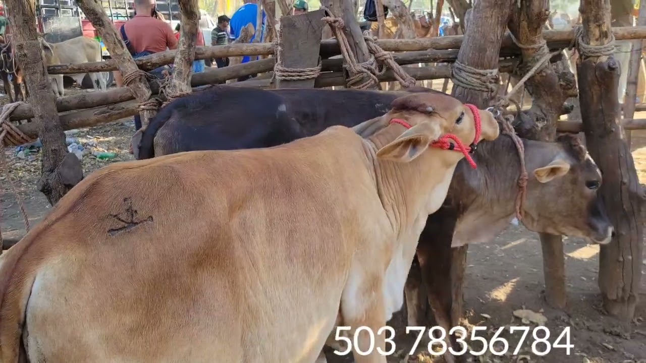 Tiangue El transito Marzo  3 del 2026