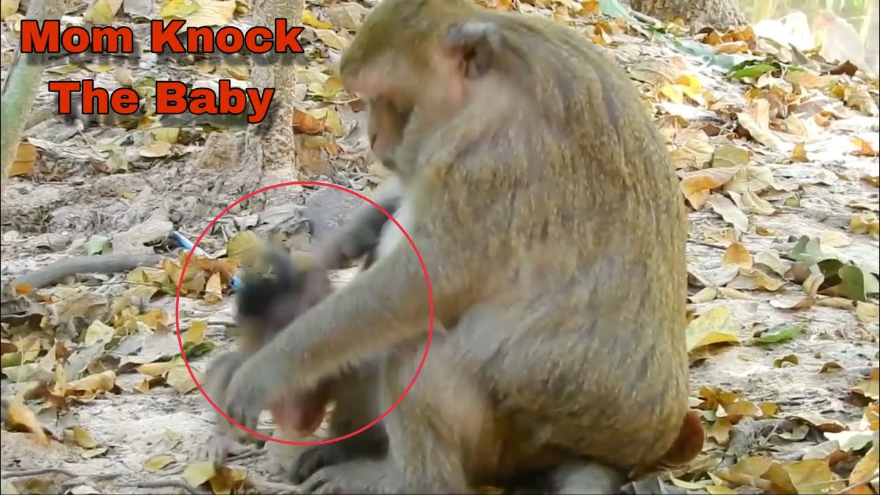 Angry Mom While the baby request milk, Dax is very annoying