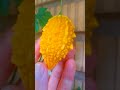 Momordica Charantia #shorts #nature #fruit #frutas