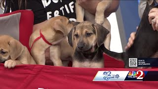 8 puppies up for adoption in Brevard County after mom, litter found in woods