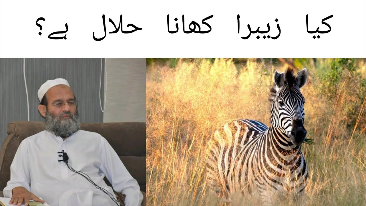 Kya Zebra Khana Halal Hai? Mufti Saeed Khan YouTube