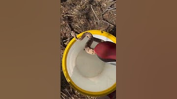Sidewinder Rattlesnake Release