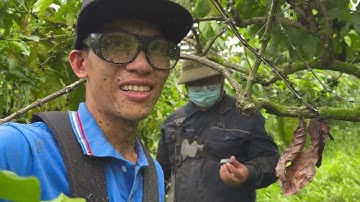 Máy cắt cỏ công xuất lớn husthai 553 phát cướt thực tế trên  đám cafe