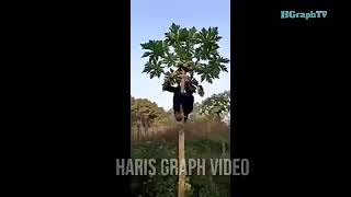 Video bikin ngakak Jatuh Dari Pohon Pepaya