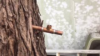 Tapping a tree / homemade tap