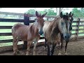 Apresentando minha tropa de serviço 🐴 part 1 🙋♂️👊🙏