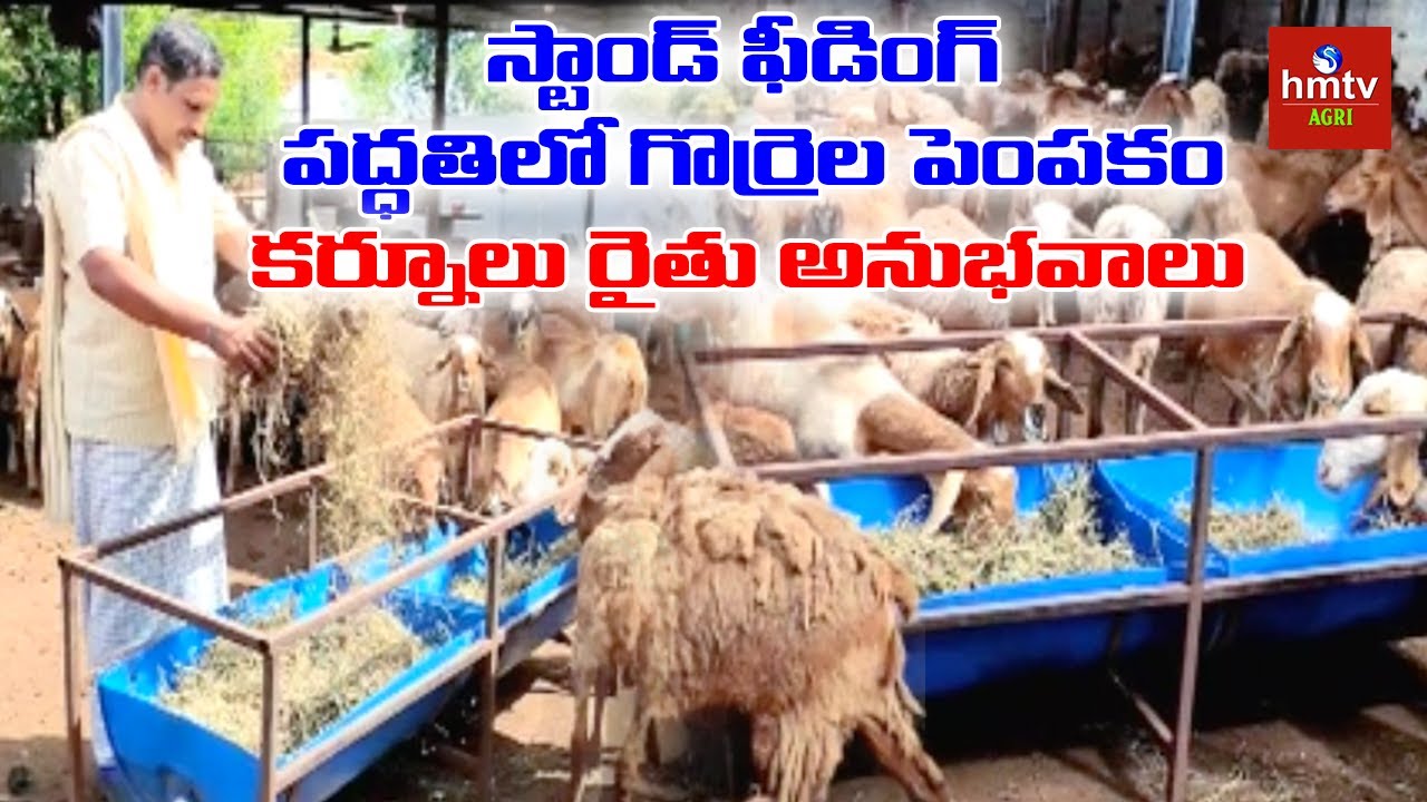 స్టాండ్ ఫీడింగ్ పద్ధతిలో గొర్రెల పెంపకం | Sheep Farming Modern Methods | hmtv Agri
