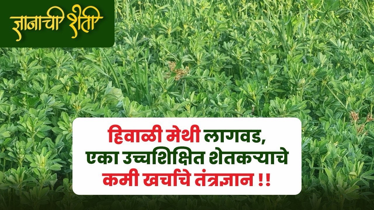 1 एकर मेथी , दररोज 1 हजार उत्पन्न @ कमी खर्चाचे तंत्रज्ञान ₹₹₹ उत्कृष्ट नियोजनातून शाश्वत उत्पन !!