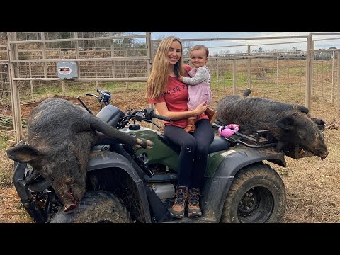 Trapping Hogs: Three More Pigs in the Trap!