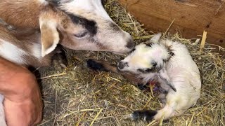 Tenley is pushing - live goat birth